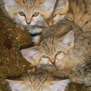 Sand cats