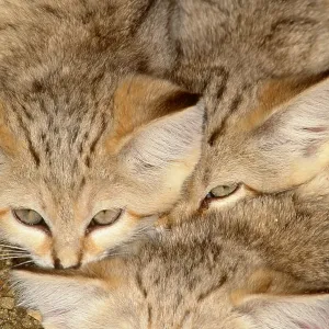 Sand Cats