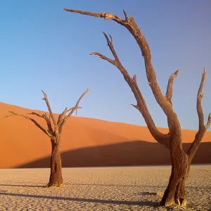 Nature Prints: Landscape