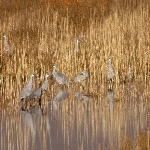 Sandhill Crane (Grus canadensis) Sandhill Crane (Grus canadensis)