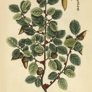 Scarlet Oak, Medicinal Plant, 1737