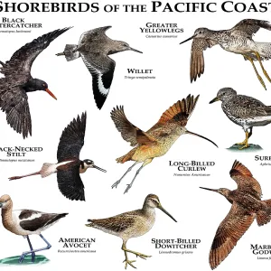 Shorebirds of the Pacific Coast