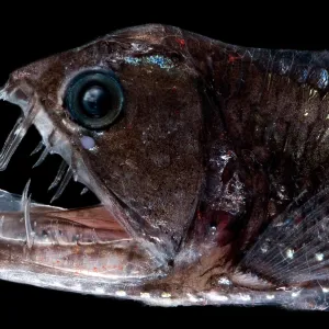 Sloane's Viperfish Print, a photograph of Chauliodus sloani Sloane's Viperfish Print, a photograph of Chauliodus sloani