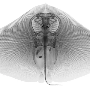 Smooth Butterfly Ray, X-ray