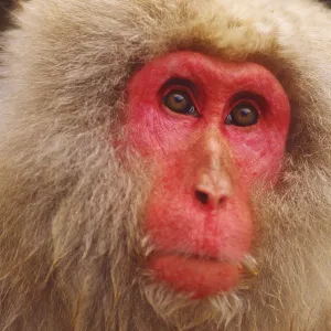 Snow monkey, Japan