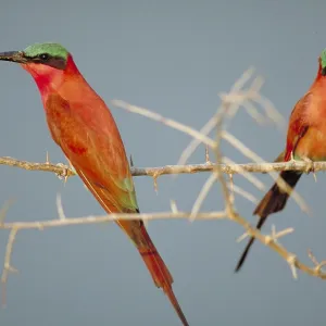 Southern Carmine Bee-Eaters Southern Carmine Bee-Eaters