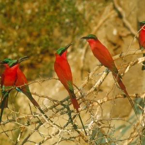 Southern carmine bee-eaters Southern carmine bee-eaters
