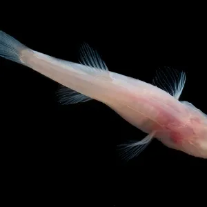 Southern Cave Fish Print Southern Cave Fish Print