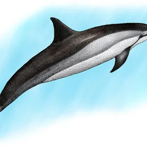 Spinner Dolphin