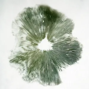 : Nature