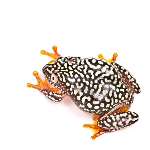 Starry Night Reed Frog