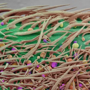 Stem of Marijuana Plant, scanning electron micrograph
