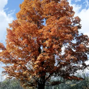 Sugar Maple in autumn