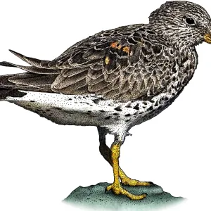 Surfbird