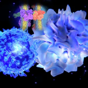 T-cell and dendritic cell interacting