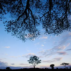 Tarangire National Park Print Tarangire National Park Print