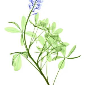 Texas Bluebonnets, X-ray