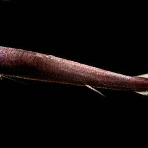 Threadfin Dragonfish Print Threadfin Dragonfish Print