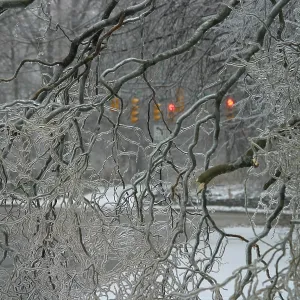 Tree coated by ice storm