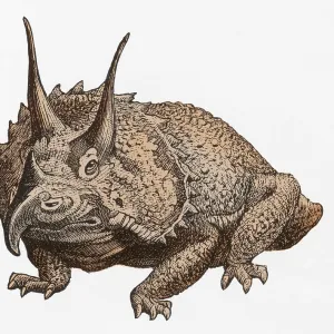 Illustration du Triceratops.