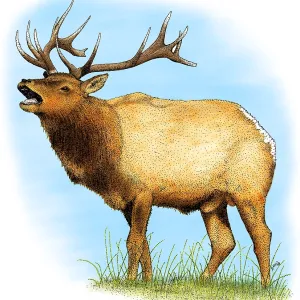 Tule Elk Tule Elk