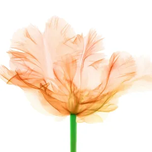 Tulips, X-ray