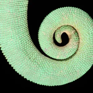 Veiled Chameleon tail detail