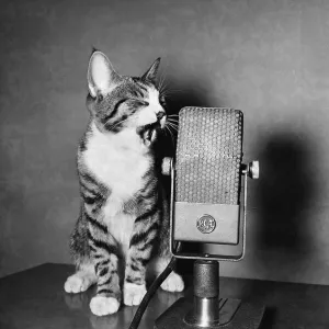 Vintage Nostalgia Prints: Humorous Animals