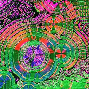 Les Cristaux de Vitamine C, micrographie à lumière.
