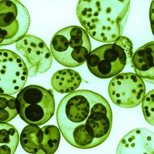 L'algue verte, Volvox sp. micrographie à lumière.