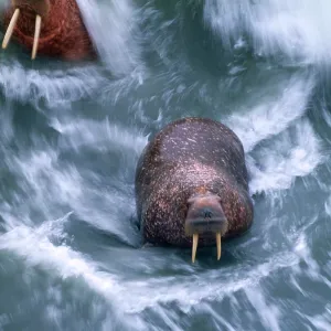 Walrus