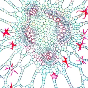 Water Lily Petiole, light micrograph