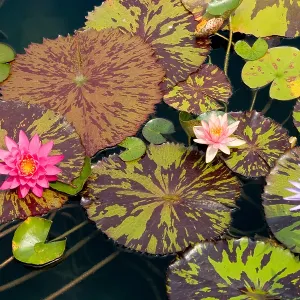 Waterlilies in a garden pool Waterlilies in a garden pool