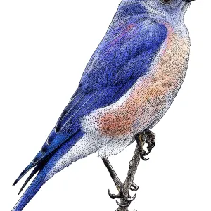 Western Bluebird