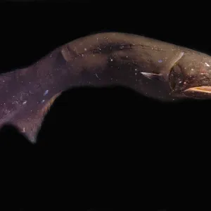 Whalefish Cetomimus gilli Print Whalefish Cetomimus gilli Print