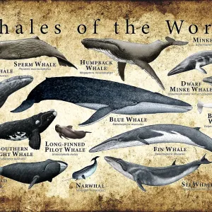 Whales of the World
