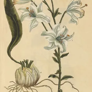 White Lily, Medicinal Plant, 1737 White Lily, Medicinal Plant, 1737