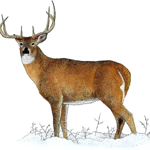 White-tailed Deer White-tailed Deer