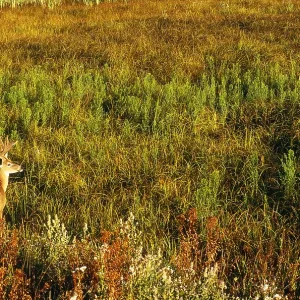 White-tailed Deer White-tailed Deer
