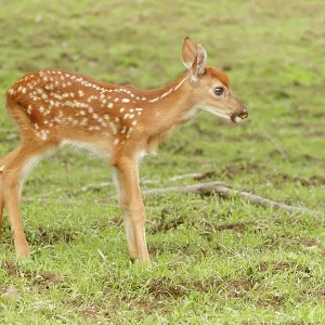 White Tailed Deer Fawn in field White Tailed Deer Fawn in field