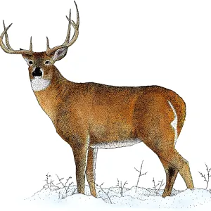 White-tailed Deer, Illustration White-tailed Deer, Illustration