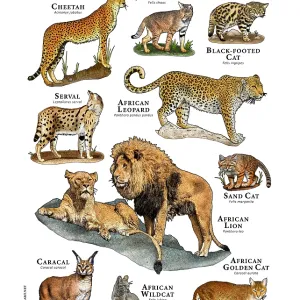 Wild Cats of Africa