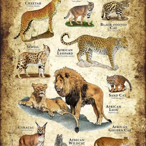 Wild Cats of Africa