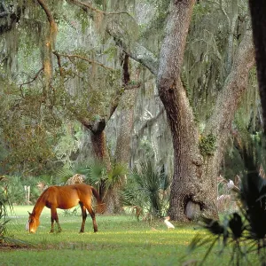 Wild horse. Cumberland Island, Georgia