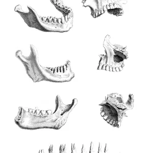 William Cheselden, "Osteographia", 1733