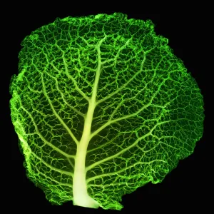 X-ray of Cabbage Leaf