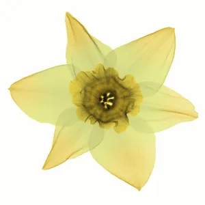 X-ray of Daffodil Flower X-ray of Daffodil Flower