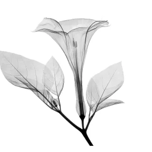 An X-ray of a Datura Flower An X-ray of a Datura Flower