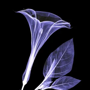 An X-ray of a Datura Flower An X-ray of a Datura Flower
