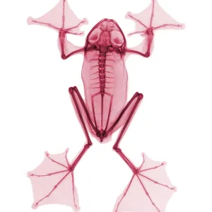 An X-Ray of a Flying Frog